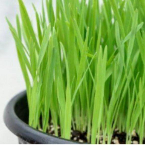 Other - Cat Grass Seeds 1oz New Item for Cats